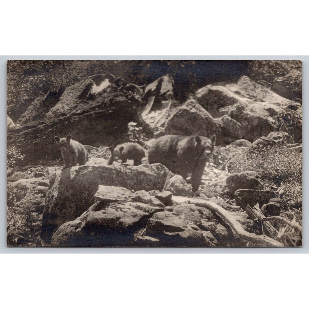 Vintage RPPC Real Photo Postcard Black Bear Mother and Two Cubs Wildlife c1910